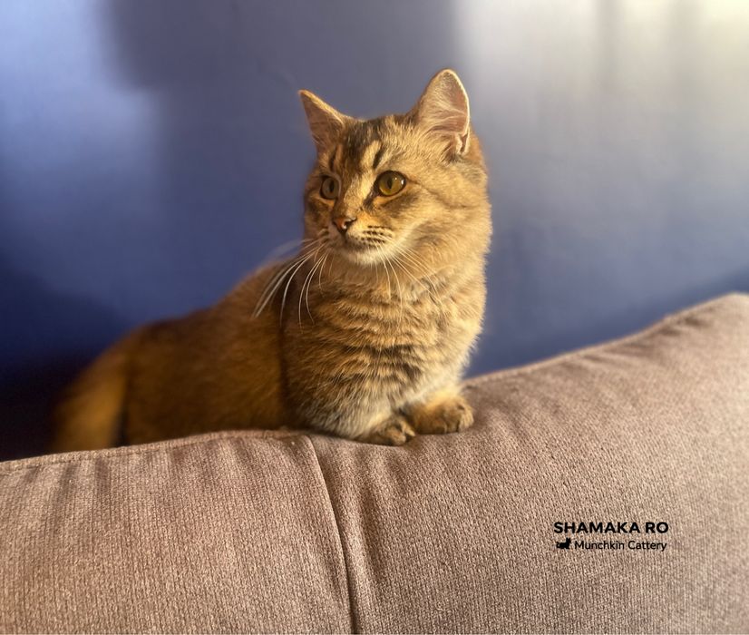 Munchkin cu picioare scurte cu pedigree