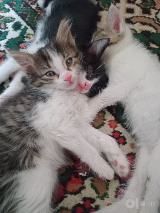 Котятки в добрые заботливые руки