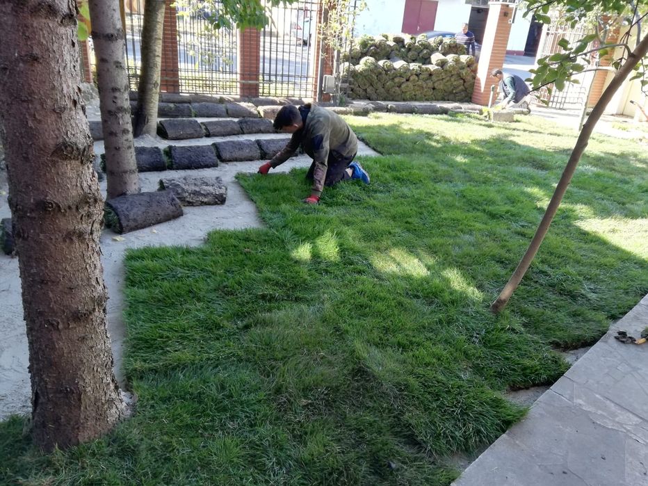 Gazon rulou sport 23 de lei m2.  Transport și montaj inclus în preț.