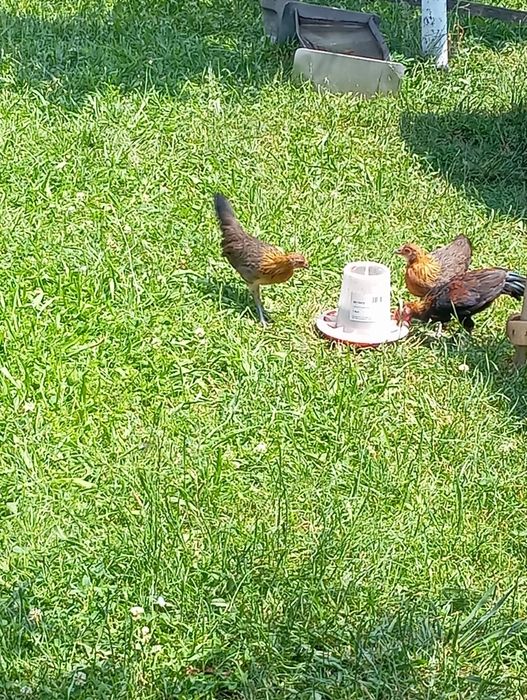 Găini și cocos phoenix