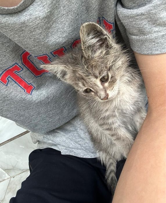 котенок девочка в добрые руки!