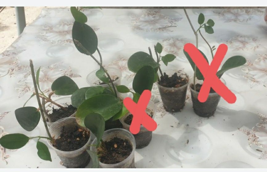 хойя Лиза укоренённые черенки