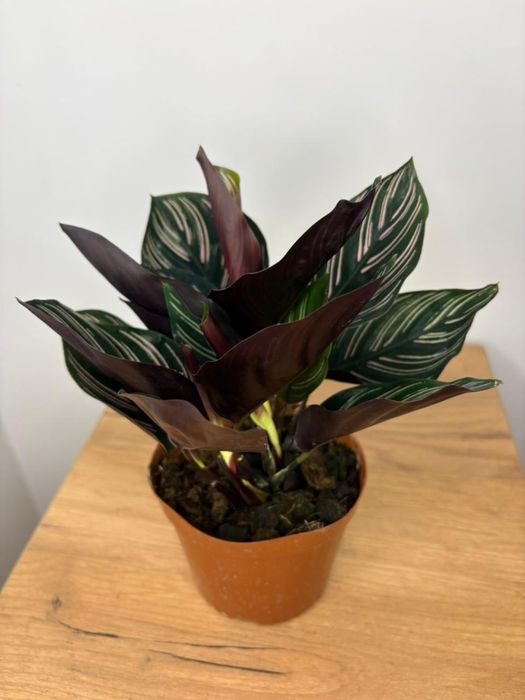 Калатея орната свежее растение