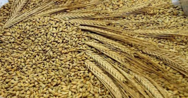 Продам ячмень