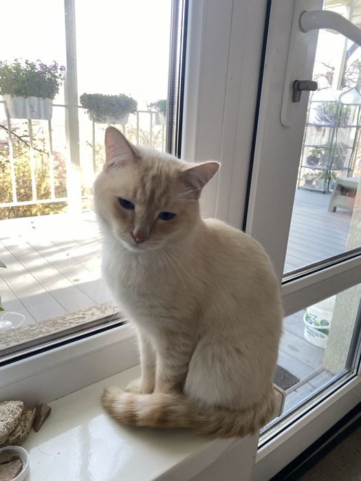 Пропал кот Снежок