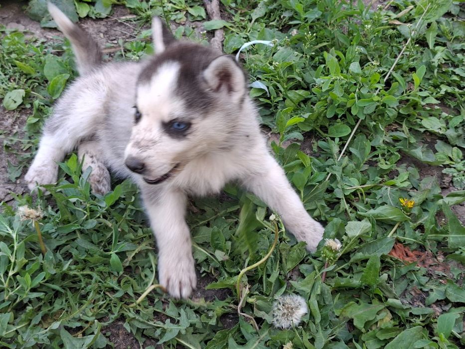 Продам щенят хаски