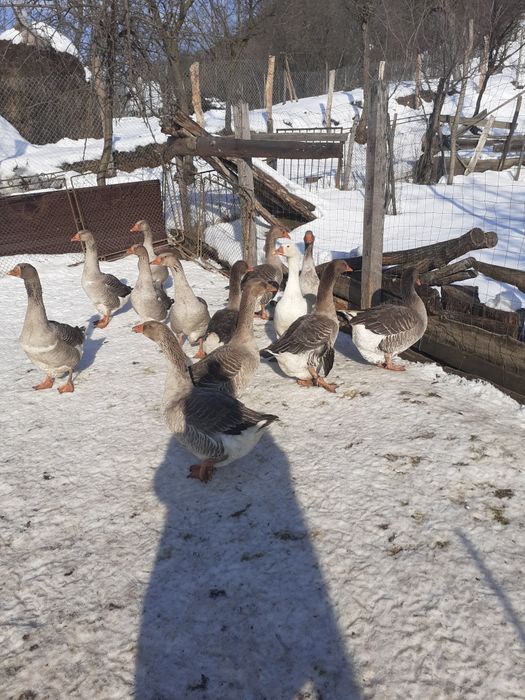 Vând două perechi de gâște