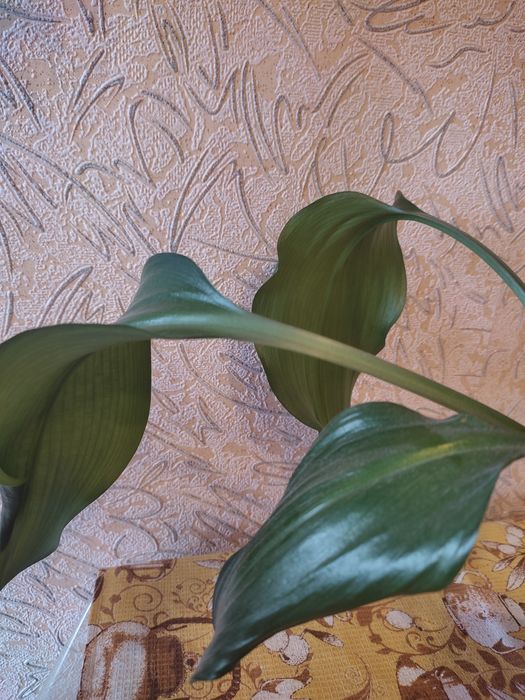 Комнатный цветок, лилия амазонская, эухарис