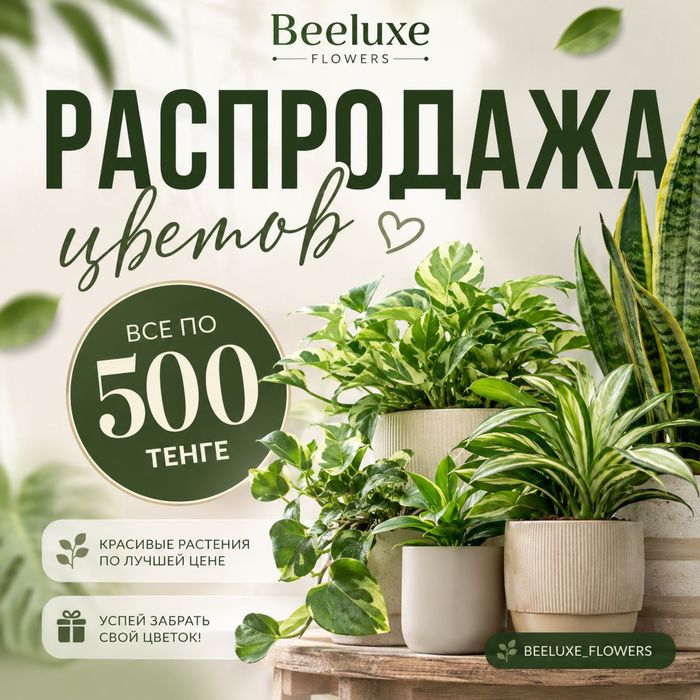 Распродажа цветов по 500 тг