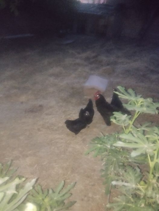 Tovuq xoʻroz sotiladi tuxumda qora shahzoda