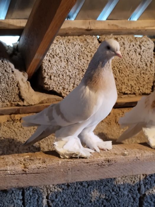 Голубь пепельный самец перс