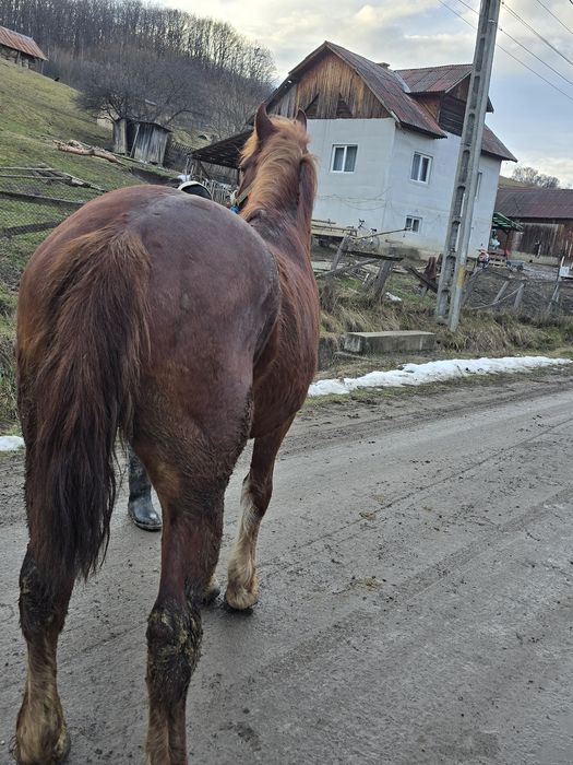 De vânzare mânz de 4 ani