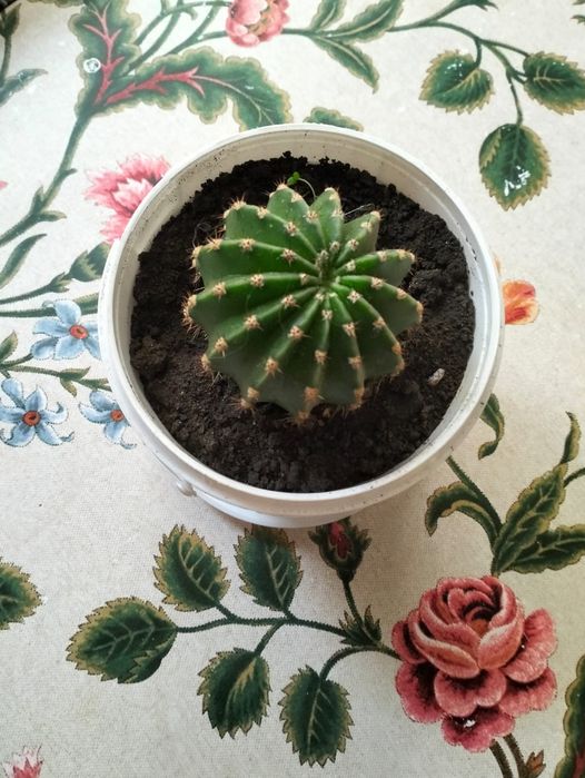 Продам кактус и каланхоэ.