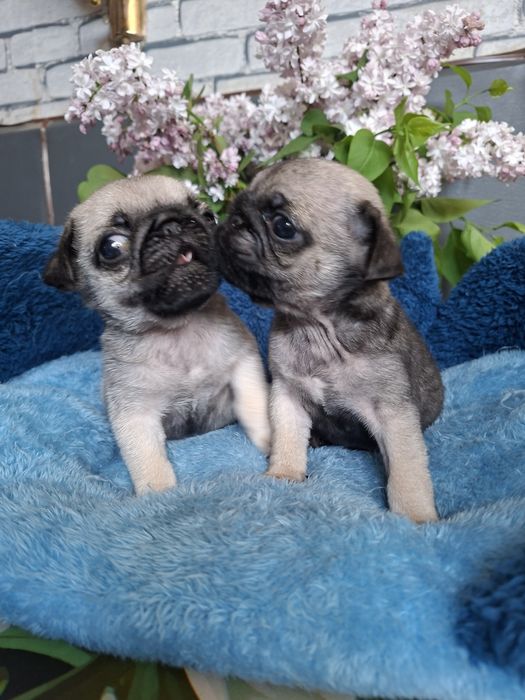 Продаю  щенков  мопсят