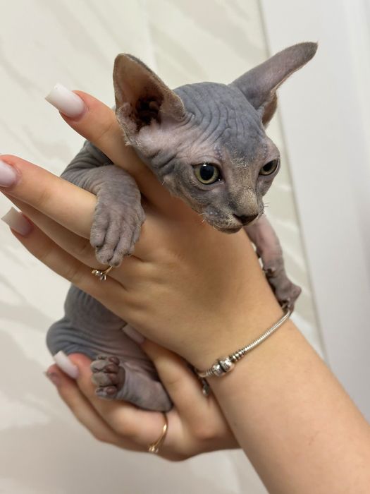 Чистокровная девочка сфинкс 2 месяца