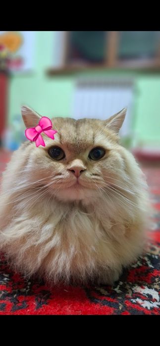 Золотой шиншилла киз бола 1 йошда тугмаган оналикка тайëр