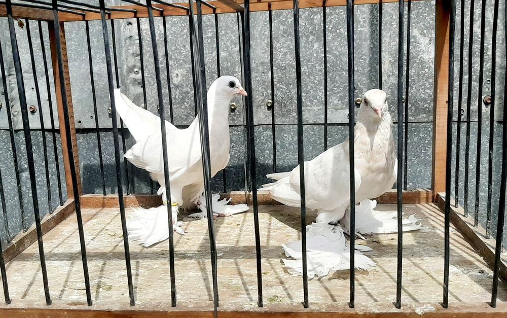 Продам молодых голубей