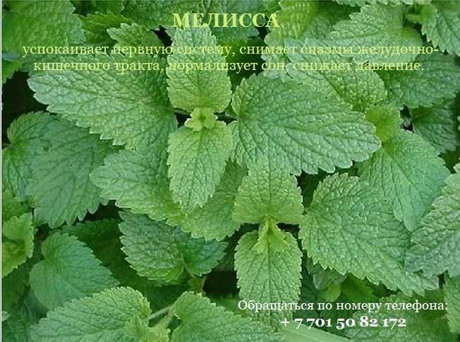 Продаётся МЕЛИССА (мята).