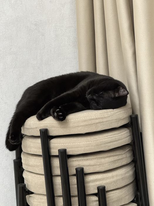 Бесплатно 10 месяц