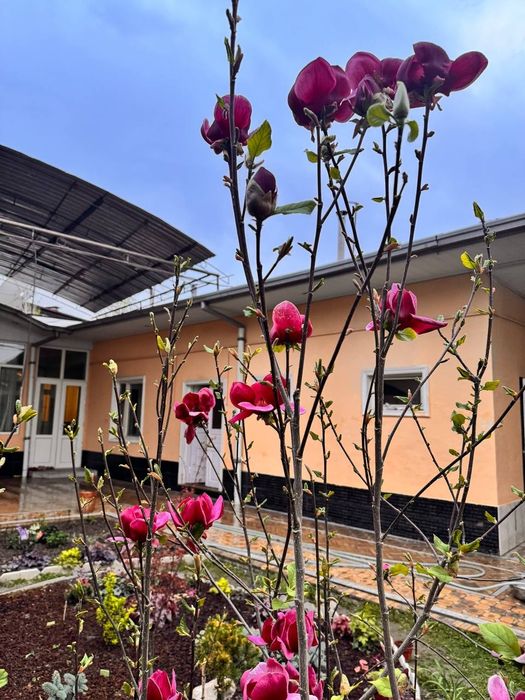 Кустарники для ландшафта