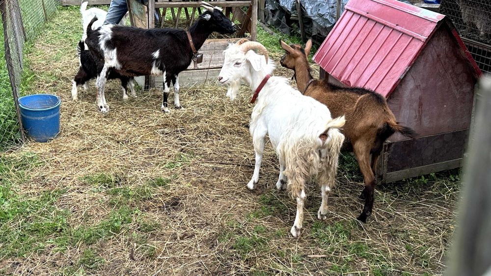 Vand capre, detalii la telefon