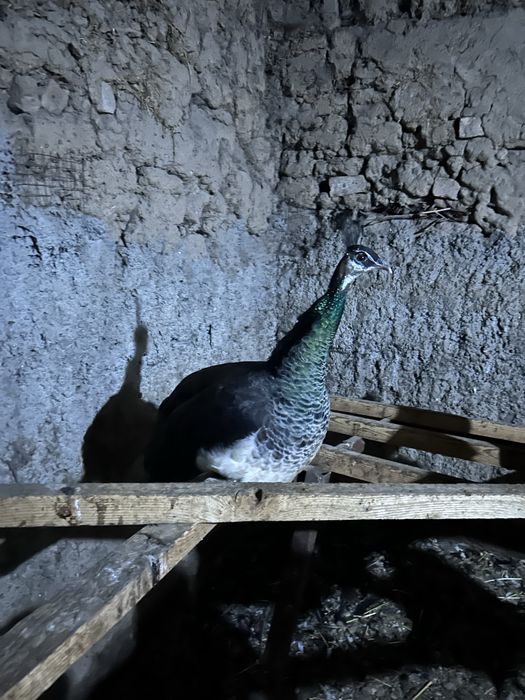 Продам самку павлина