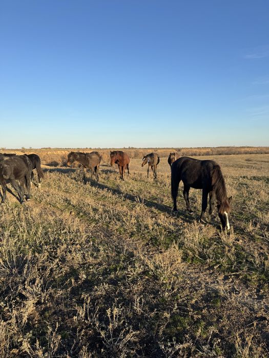 Таи , Баиталдар сатылады