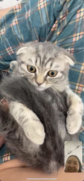 Шотландский вислоухий котик