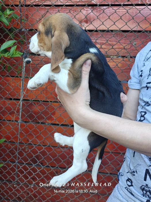 Cățeluși Beagle născuți în 19 martie