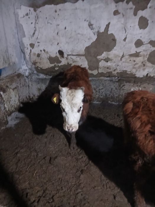 Продаются бычки