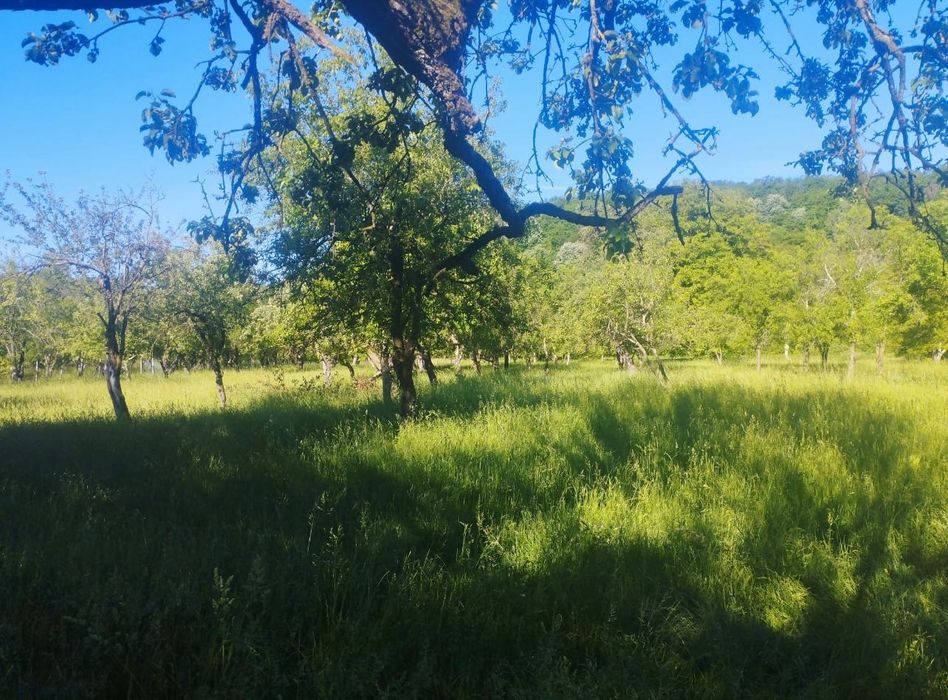 Vând casă+sura+teren 86 ari intravilan in Buciumi