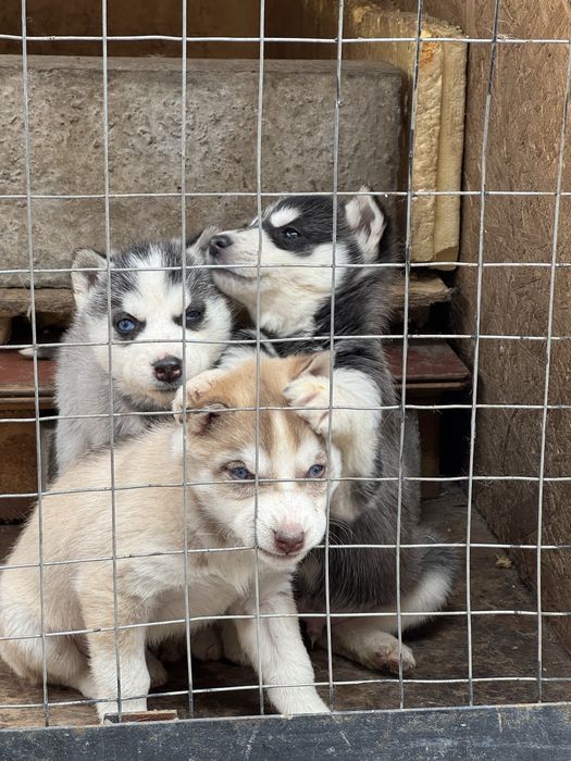 Сибирский хаски. Хаски