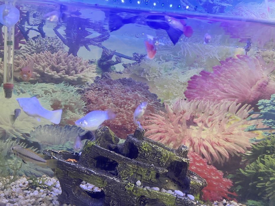 Рыбы аквариумные