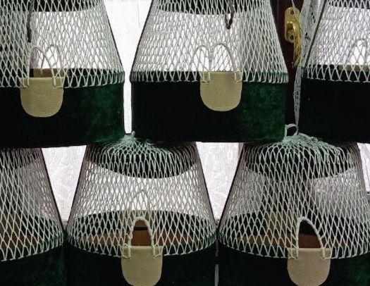 Bedana sotiladi qafasiyam bor sayroda