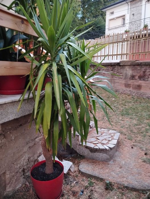 Продавам Юка с 3 разклонения