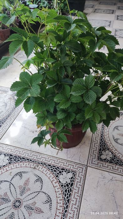 Девичий виноградик кучати, саженцы  kuchati