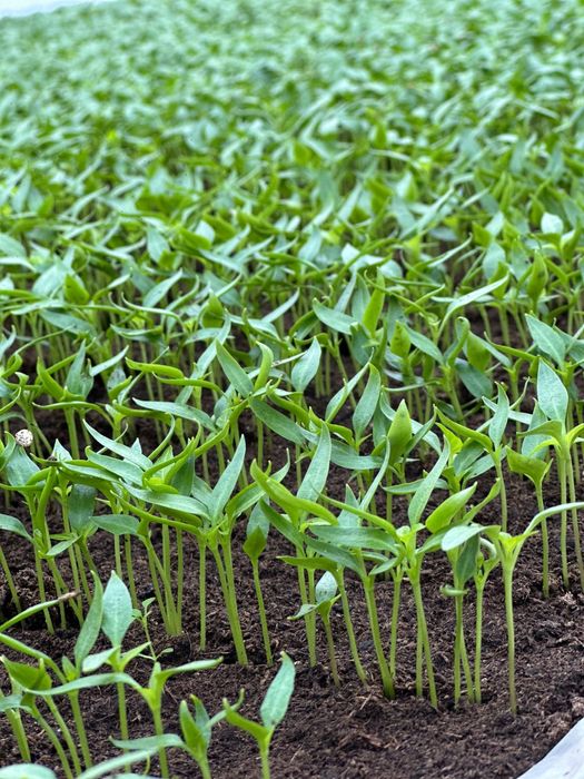 Rasaduri legume - rosii, ardei, castraveti, vanata