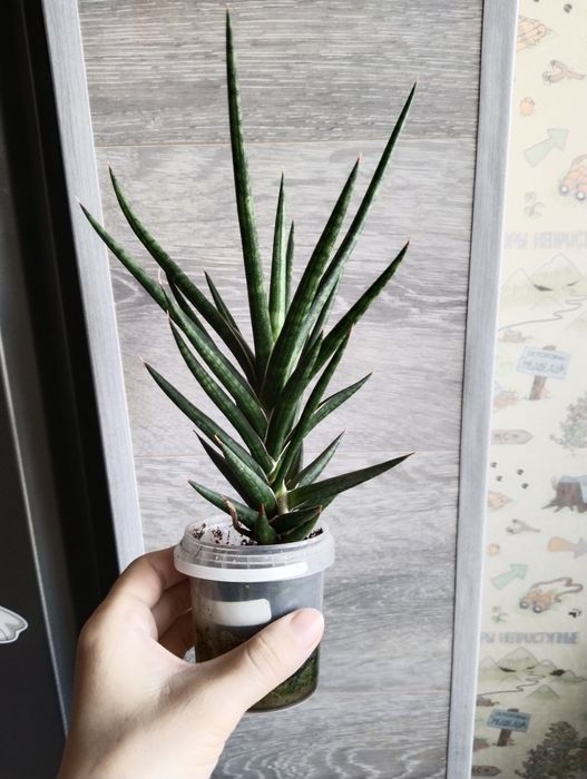 Продам сансевьерии