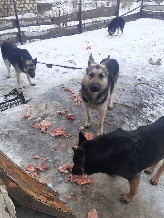 Щенки восточно европейской овчарки