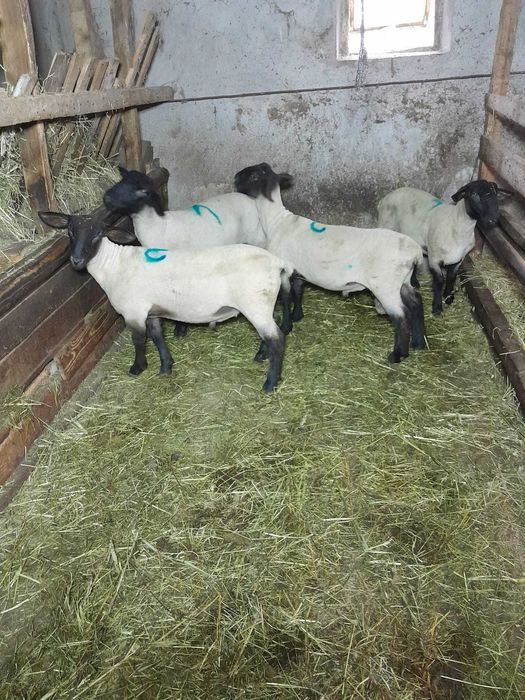 Berbecuti suffolk disponibili