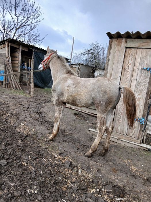 De vanzare Manz 9 luni talie mare din parinti foarte buni !