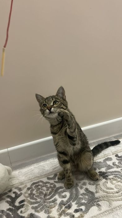 Отдам котёнка в добрые руки