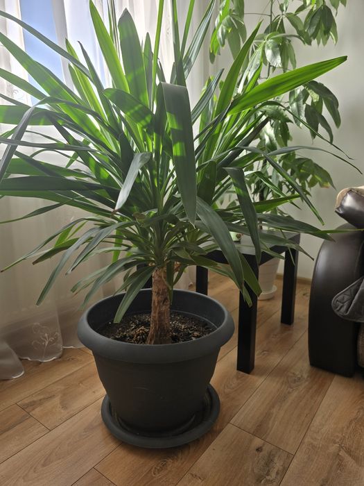 Planta exotica Yucca