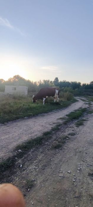 Продам Бык Симментальский