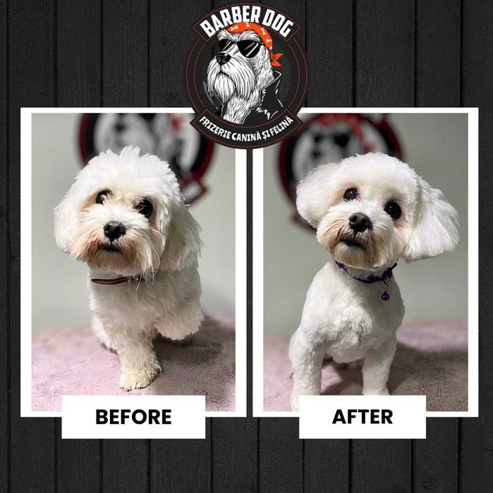 Frizerie Canina si Felina la domiciliu Bucuresti/Ilfov