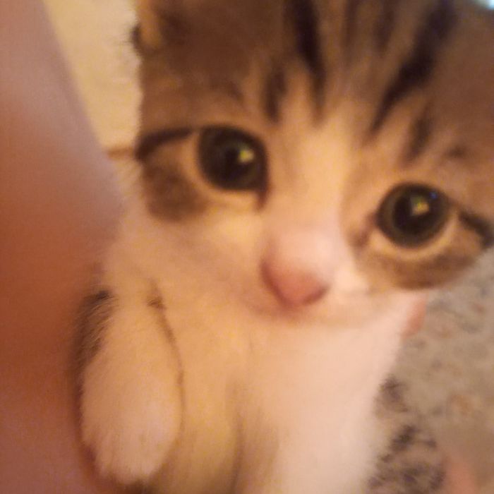 Бритаские котята один месяц