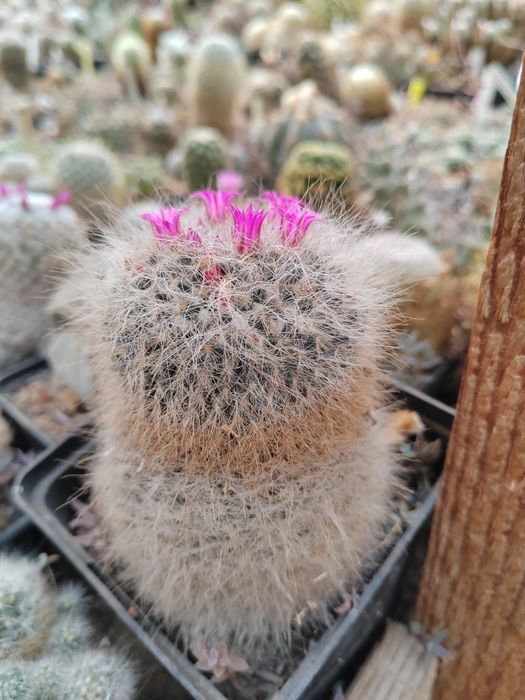 Cactusi de vanzare, stapelia (steaua serifului)