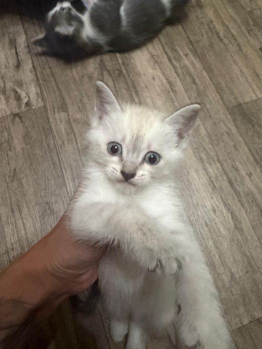 Котята Подарки для дома и души