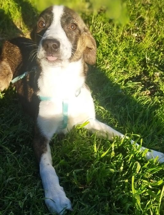 ПОДАРЯВАМ СПЕШНО ГОНЧЕТА ТЪРСЯТ ДОМ !!! – 5 малки бебета пазачи.