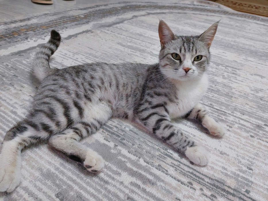 Стерилизованная кошечка